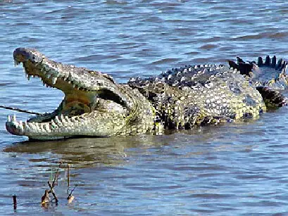 Le crocodile du Nil à Madagascar montre ses impressionnantes mâchoires.