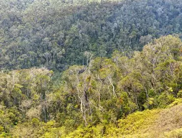 Vue panoramique sur la forêt tropicale humide