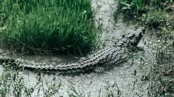 Vous souhaitez en savoir plus sur le crocodile du Nil présent à Madagascar ?