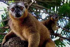 lemurien-route-nationale-7-madagascar