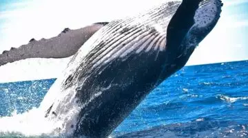 Madagascar et les baleines à bosse : un spectacle naturel exceptionnel