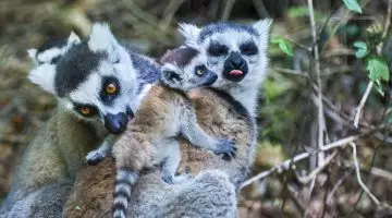 Lémuriens de Madagascar : un article complet sur les primates malgaches