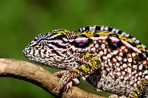 cameleon-voyage-route-nationale-7-madagascar