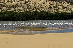 flamands-roses-madagascar