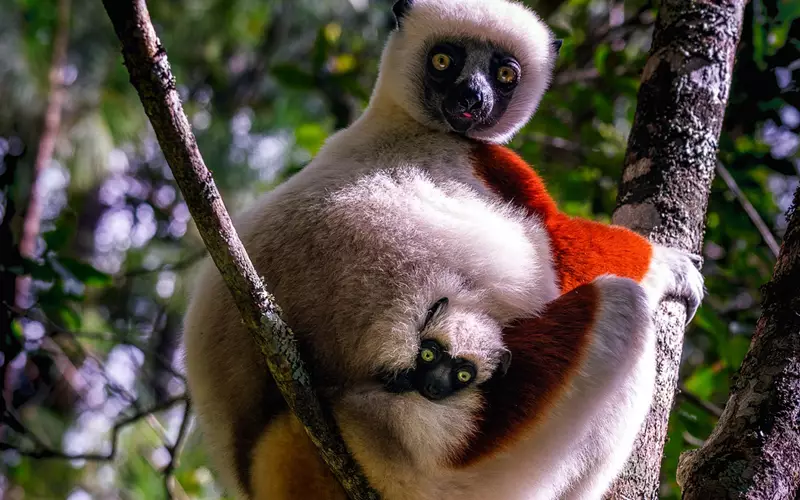 Sifaka et son petit perchés sur une branche verdoyante