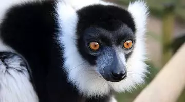 Parc national de Mantadia à Madagascar au coeur d’une nature sauvage