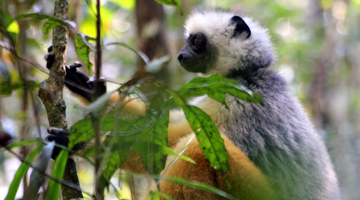 observez les lémuriens au cours de ce voyage proposé dans l'Est de Madagascar