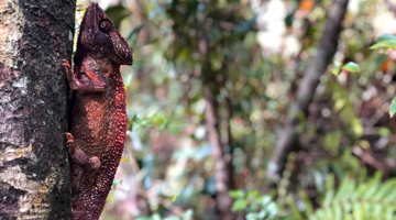 Caméléon de la forêt de Vohibola à Madagascar
