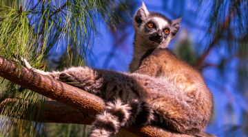 Observation du lémurienn Catta dans l'Andringitra à Madagascar