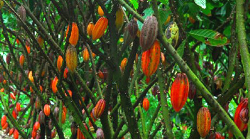 Le cacao criolo de Madagascar