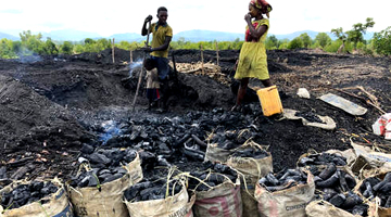 Les problèmes de la déforestaion à Madagascar avec la faburcation de charbon de bois