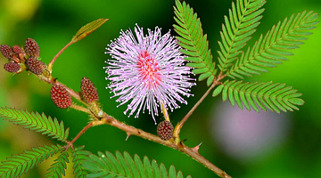 Fleur du Mimosa Pudica de Madagascar