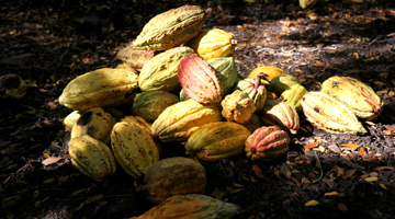 Cacao de Madagascar