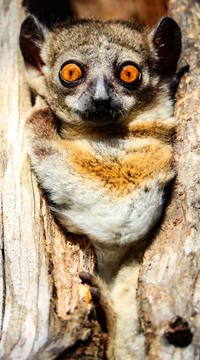 Observation du lémruein nocturne de Madagascar