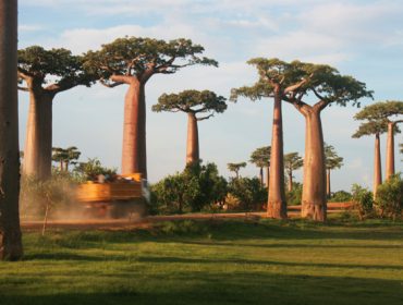 Découvrez les baobabs de Madagascar
