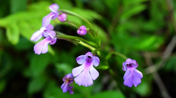 Orchidées du parc National de Ranomafana