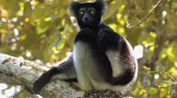 Analamazaotra est une réserve spéciale située à l’Est de Madagascar.