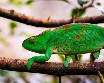 Le caméléon, une espèce endémique à Madagascar