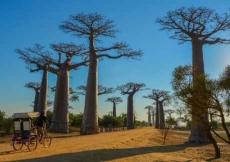 Circuit Ouest Malgache : Fleuve Tsiribihina, Allée des Baobabs et Canal du Mozambique.