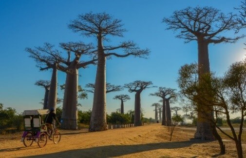 De Morondava, découvrez la fameuse Allée des Baobabs.