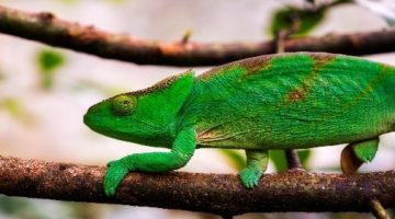 Découvrir la Réserve de Loko be : un site fascinant de Nosy Be