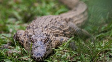 Le crocodile du Nil : maître du camouflage dans la savane malgache