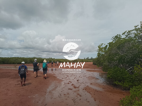 Marche dans les mangroves de la Baie des Russes à Madagascar