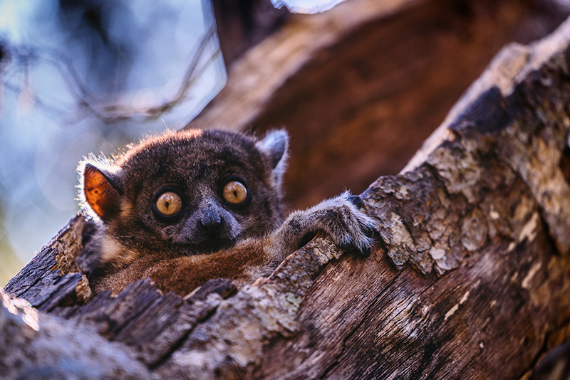 Lémur brun curieux perché dans un tronc creux