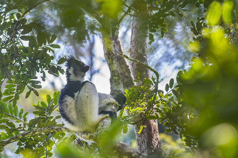 Indri indri observant la canopée du parc Mantadia