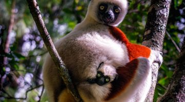 Lemur&rsquo;s park