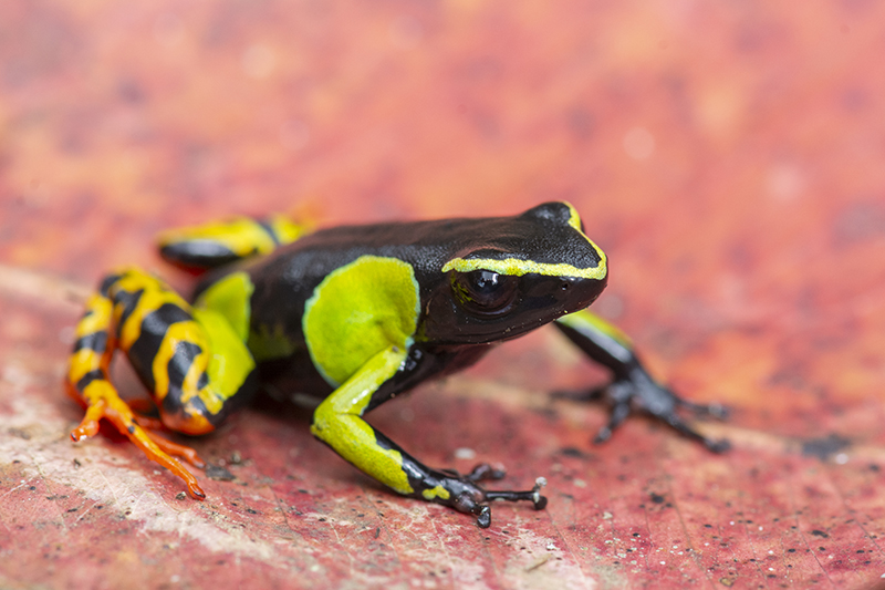 Grenouille colorée sur une feuille rouge brillante