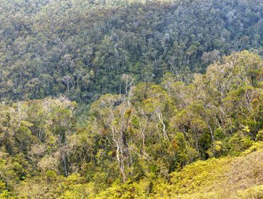 Vue panoramique sur la forêt tropicale humide