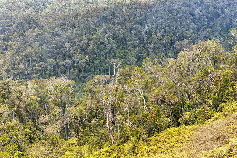 Vue panoramique sur la forêt tropicale humide